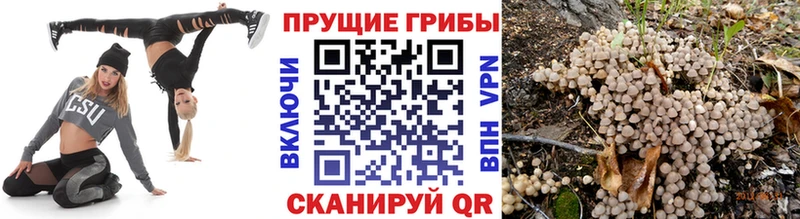 Псилоцибиновые грибы Psilocybine cubensis  Абакан 